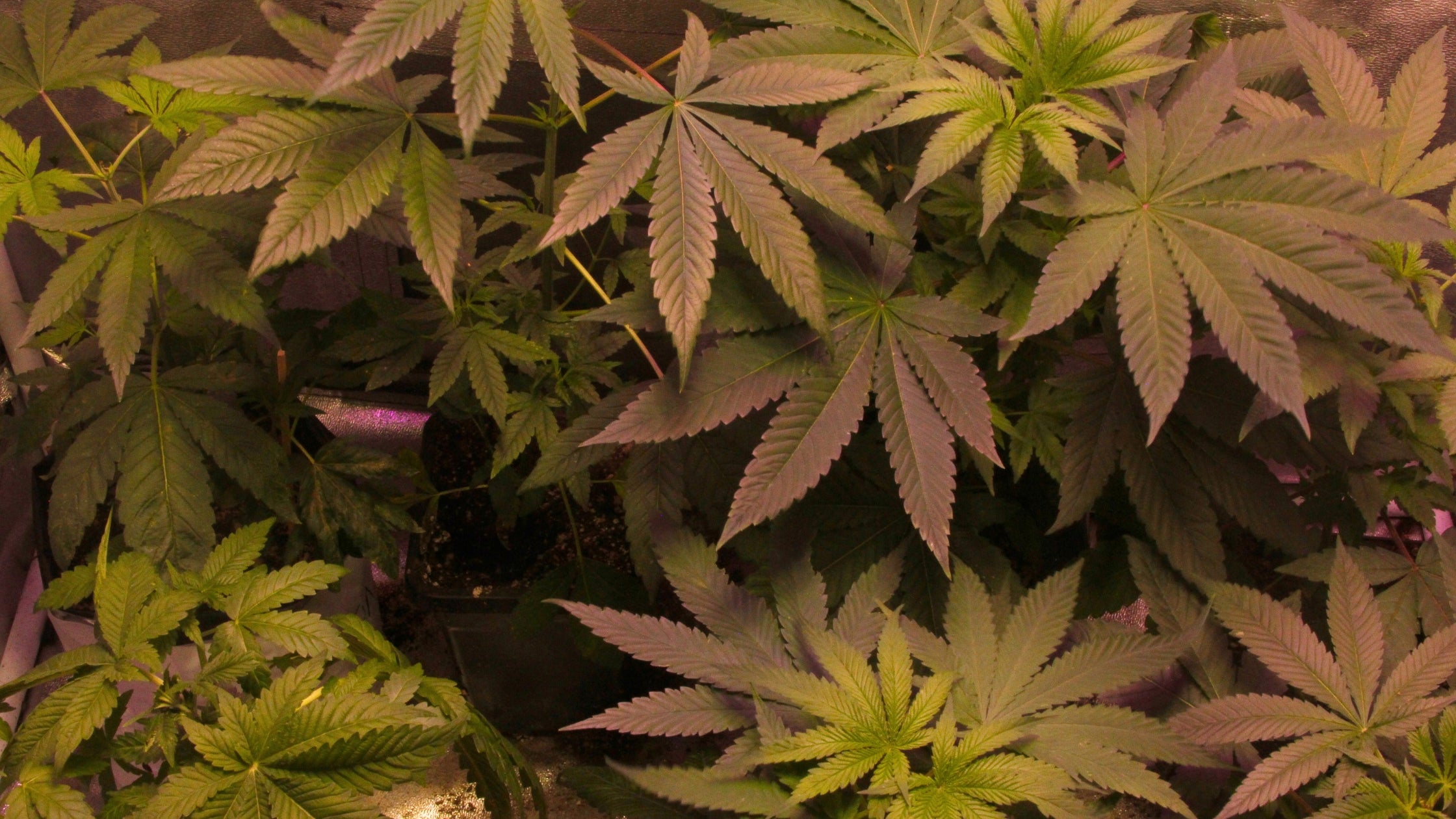 Photo of baby T1 cannabis plants also commonly known as Trump's Candy or Trump OG. Cannaibis is not for sale on this website.